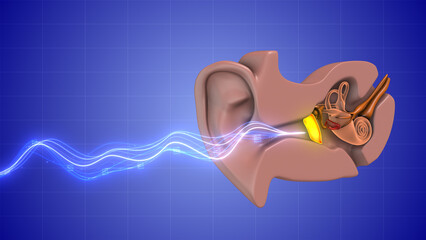 Human ears are affected by sound waves.	
