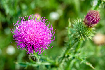 Beautiful growing flower root burdock thistle on background meadow