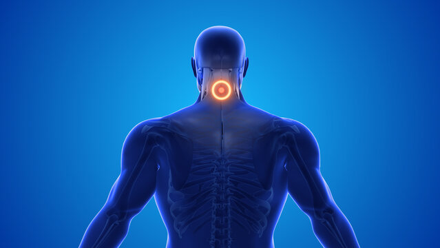 Neck acupressure point to relieve back pain	
