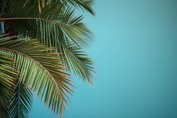 Fototapeta na wymiar Coconut palm tree on blue sky background with copyspace, summer holiday vacation concept, for banner background.