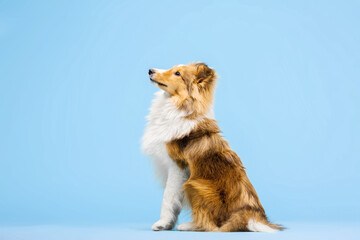 Shetland Sheepdog dog in the photo studio on the blue background