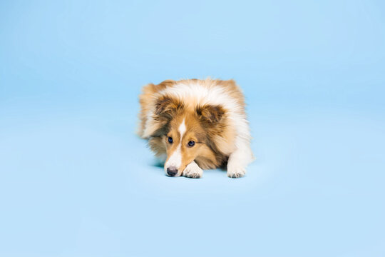 Shetland Sheepdog dog in the photo studio on the blue background