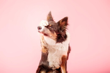 Border Collie dog in the photo studio on pink background