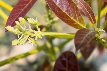  Avocado flowers with yellow flowers getting ready to set fruit. (Persea americana), avocado tree buds and flowers in springtime, selective focus
