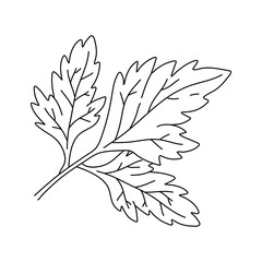 Parsley leaves black doodle line sketch isolated on white background. Doodle hand drawn vegetable icons. Vector illustration