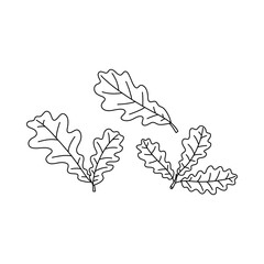 Sketch doodle drawing oak leaves set, lace quercus leaf vector illustration isolated on white background