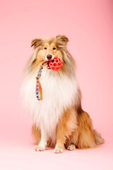 Cute Rough Collie dog on pink background