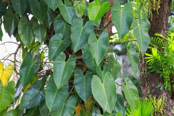 Philodendron domesticum, also called shovelleaf philodendron, elephant ear philodendron, or burgundy philodendron. © mytour