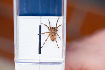 Nosferatu Spider Zoropsis spinimana
