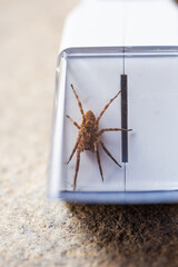 Nosferatu Spider Zoropsis spinimana