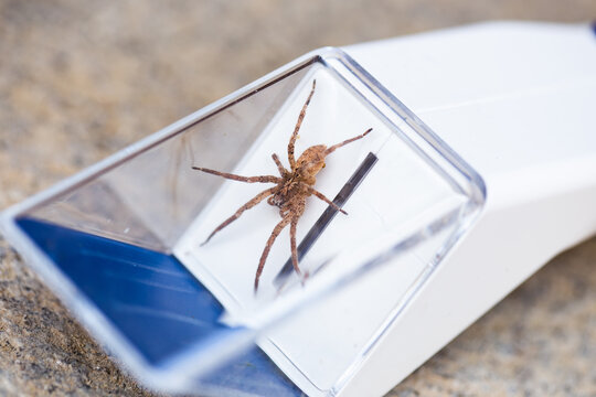 Nosferatu Spider Zoropsis spinimana