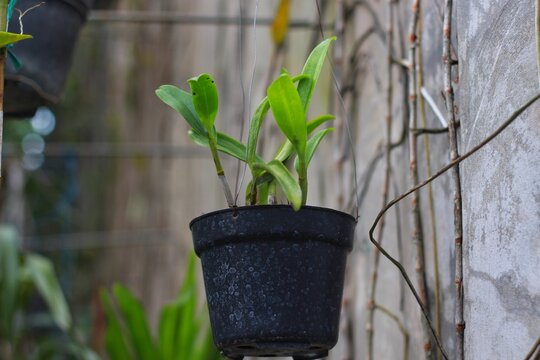Orchid plant planted in black round hanging pot, green leaves.