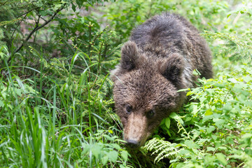 brown bear in green summer meadow