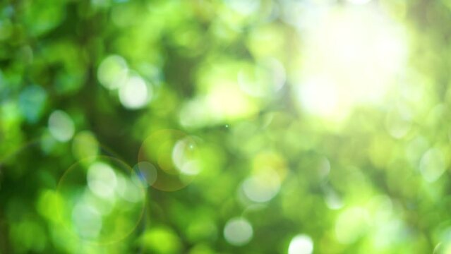 Natural green bokeh with light rays background