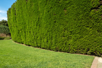 Background texture of professionally trimmed high conifer tree hedge wall against well-maintained green grass lawn. Outdoor formal garden backdrop, copy space for your design or product.