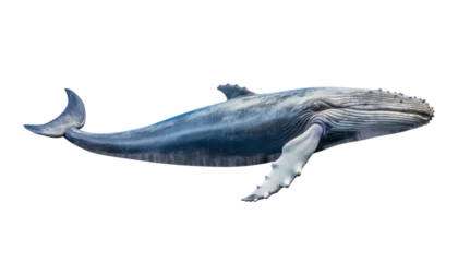 Deurstickers whale isolated on transparent background cutout © Papugrat