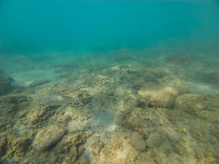 Underwater landscape on the shallows in Greece, sarpa fish.