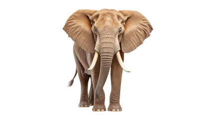 elephant front view isolated on transparent background cutout