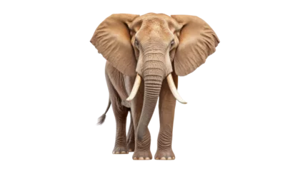 Foto op Canvas elephant front view isolated on transparent background cutout © Papugrat