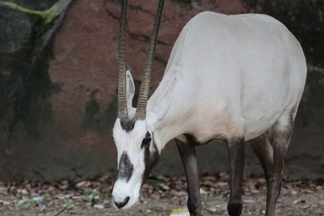 アラビアオリックス