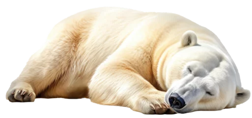 Foto op Aluminium sleeping polar bear isolated on a white background as transparent PNG © Flowal93