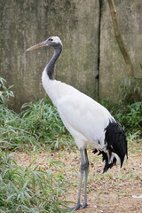 タンチョウ