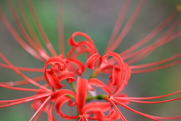 Fototapeta premium 花