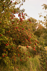 Dojrzewające jesienią jabłka na  jabłoni - obrazy, fototapety, plakaty