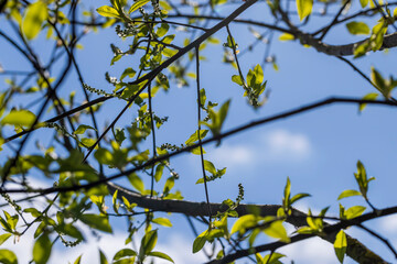 Fototapeta premium the branches of the bird cherry tree in the spring season