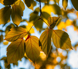 Bathed in the warm, golden hues of honey-colored sunlight, a mesmerizing evening scene of rustling leaves in fall
