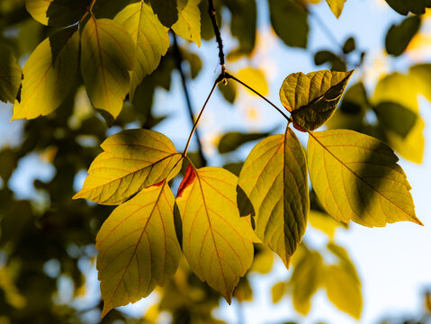 Captivating Autumn Foliage: Bathed in the warm, golden hues of honey-colored sunlight, a mesmerizing evening scene of rustling leaves in fall