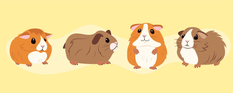 Four little cute guinea pigs sitting on a yellow background