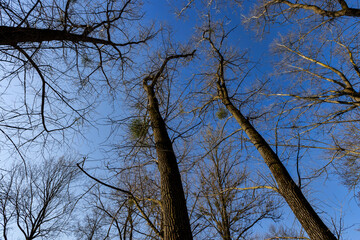 leafless deciduous trees in the spring season