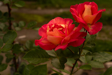 Róża ogrodowa wielokwiatowa Alinka