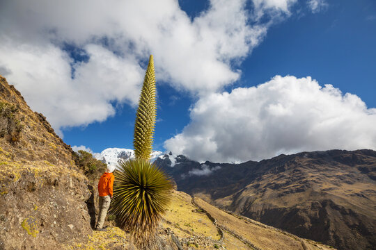 Tourist near puya