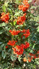 Fototapeta premium Big red berries on a green bush. Autumn fruits. Rosehip for tea