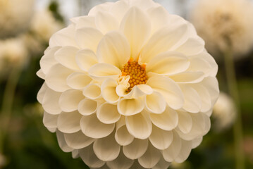 Dalia Boom Boom White w ogrodzie © Mateusz