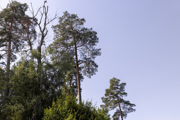 Trees in a mixed forest in summer