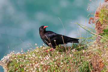Chough on cliffs