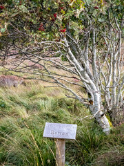 Rowan tree and sign explaining it irish and english including translation