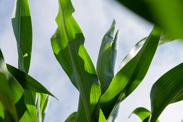 Fototapeta na wymiar a field with green tall corn and corn cobs