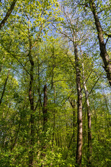 Fototapeta na wymiar young foliage on deciduous trees in the forest in the spring season