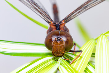 Super macro image. A dragonfly perched on branches of grass patiently.