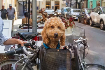 Fotobehang Cute small dog in pet basket on bicycle. Vienna street. Background blurred. © Oksana