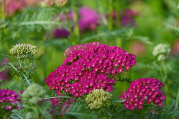 Achillea millefolium ,Pomegranate, Asteraceae family,Hanover, Berggarten, Germany