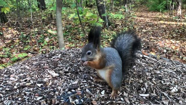 A squirrel in park "Switzerland" eats sunflower seeds, Nizhny Novgorod