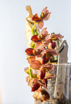 Beautiful orchid flower. Catasetum tupa variety. Branch peduncle with buds. A rare species of spotted orchid. Brown red flowering plant. Floriculture at home Bud multicolor on white background closeup