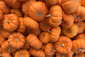 Aerial view, looking down at colorful small pumpkins and gourds for Autumn and Halloween