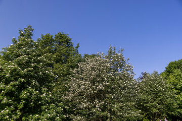 rowan flowers during flowering in spring park