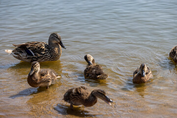 young ducklings who have plumage instead of fluff